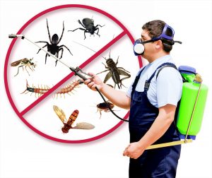 آمنة لإبادة الحشرات بالرياض