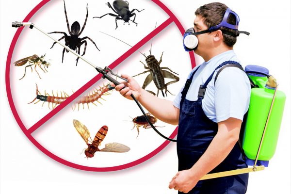 شركات-آمنة-لإبادة-الحشرات-بالرياض